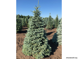 Ель колючая Глаука Глобоза фото в ландшафте красовский-сад.рф