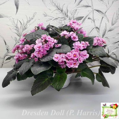 Dresden Doll (P. Harris) (7259) 11/24/1989 трейлер