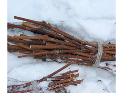 Черенки(вставки) подвоев