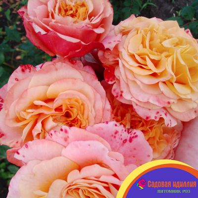 Ла Вилла Котта (La Villa Kotta)