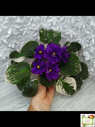 РМ-Черный Оникс (Н. Скорнякова) 2023 г. (розетка на фото)