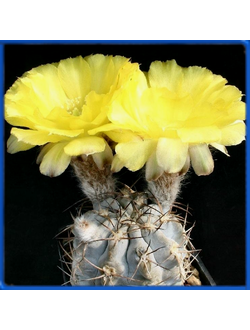 Acanthocalycium glaucum P 143