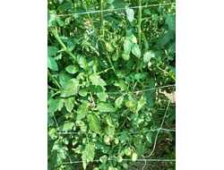 Томат Сливка Бендрика красная