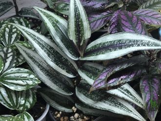 Дихоризандра королевская / Dichorisandra reginae