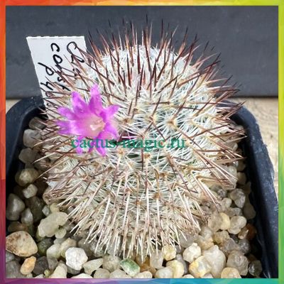 Mammillaria conspicua P 468