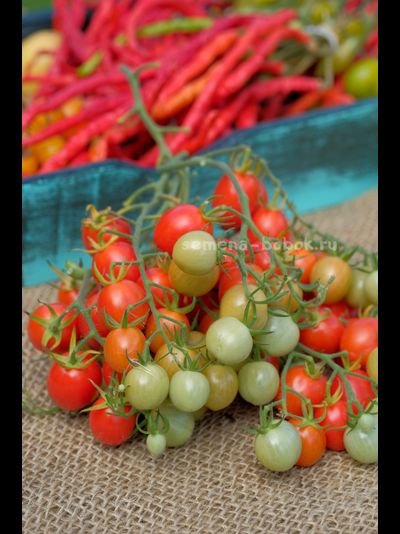 Томат-черри Лилина Коса, 10 шт