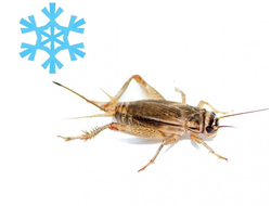 Сверчки замороженные