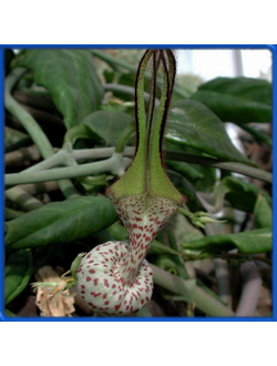 Ceropegia robynsiana
