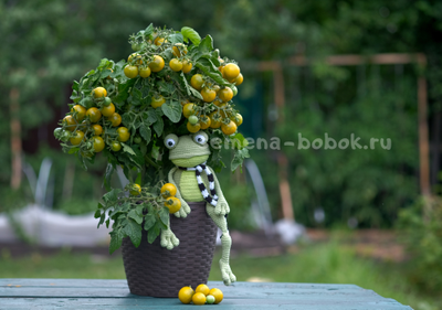 Micro Dwarf Fat Frog (Микрогном Жирная Лягушка), 10 шт