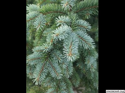 Ель колючая Ретрофлекса - Retroflexa