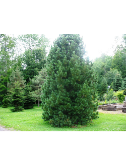 Сосна румелийская