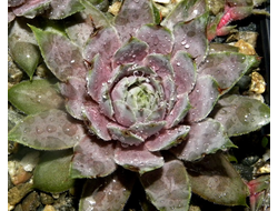 Sempervivum 'VIRGIL’ - розетка