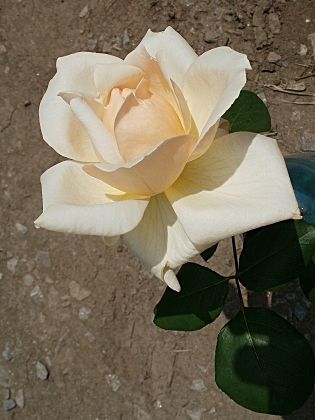 Фото кремовая роза для печати и дизайна