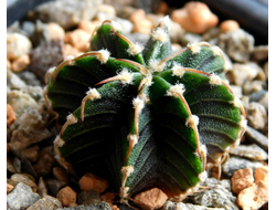 Gymnocalycium friedrichii v.moserianum VoS-014а (D=20mm) 8 ribs