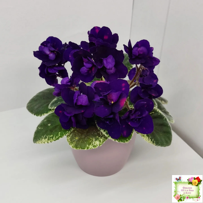 Mac's Smoldering Sapphire (G.McDonald)