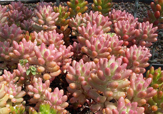 Sedum Rubrotinctum Aurora