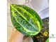 14/02/2025 hoya macrophylla variegated ‘Pot of Gold’