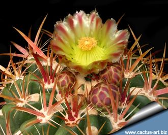 Ferocactus viridescens RUS-157- 5 семян