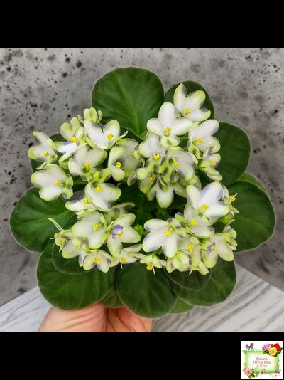 Марина Цветаева (А.Басенина) 2017 г. химера (сорт укоренённый пасынок)