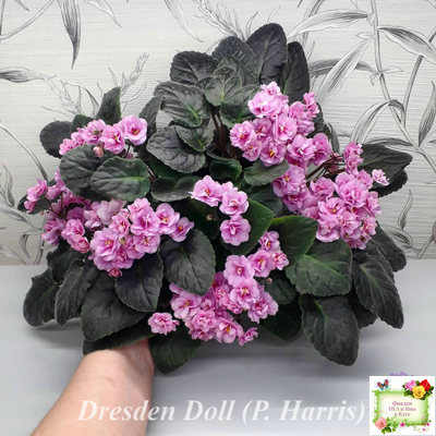 Dresden Doll (P. Harris) (7259) 11/24/1989 трейлер