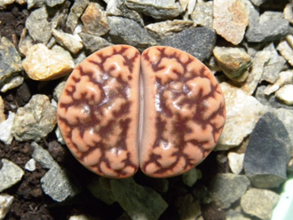 Lithops bromfieldii v.mennellii (pale selection)  - 10 семян