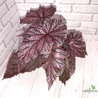 Бегония Tingley Mallet / Begonia incarnata var. purpurascens х Begonia Eldorado