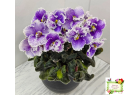 Н-Тет-а-Тет (Н. Бердникова) 2019 г. (лист посажен 21.10.25)