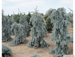 Ель Глаука Пендула - Glauca Pendula
