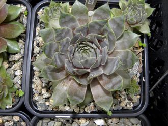 Sempervivum 'NOIR' - розетка