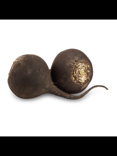 Редька Черная