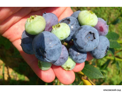 Голубика Элизабет - Elisabeth