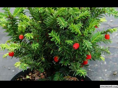 Тис Ягодный - Baccata