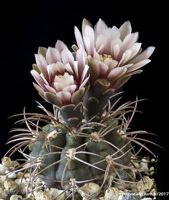 Gymnocalycium schmiedianum ssp.asperum VG-1392 - 5 семян