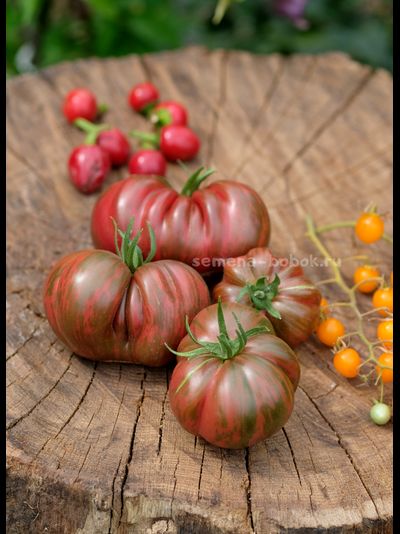 Томат Ярсон 12/1 (Jarson 12/1), 10 шт