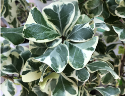 Ficus triangularis ‘White Margin’ / фикус треугольный белый