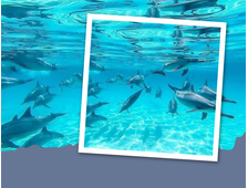 BOOTSTOUR "SATAYA REEF" ODER NATURRESERVAT "DOLPHIN REEF" VON MARSA ALAM