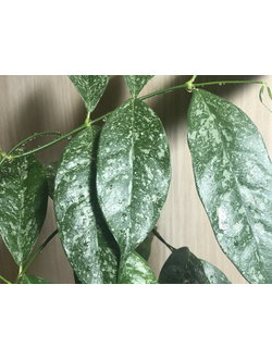 Hoya Cystiantha splash