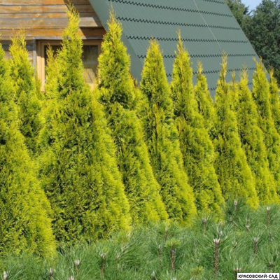 Голден Смарагд в поле - Красовский-Сад.рф