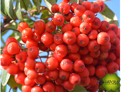 РЯБИНА "НЕВЕЖИНСКАЯ" БЕЗ ГОРЕЧИ! (очень вкусная и полезная)