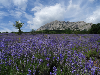 Лаванда горная (Lavandula angustifolia), Крым (5 мл) - 100% натуральное эфирное масло