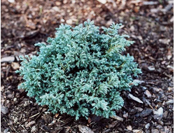 Кипарисовик горохоплодный Baby Blue, C5