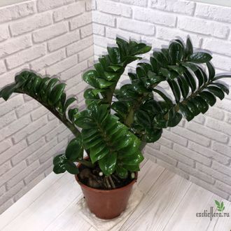 Замиокулькас Зензи (Жук) / Zamioculcas Zenzi (Bug)