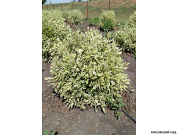 Дерен белый Элегантиссима фото в ландшафте красовский-сад.рф