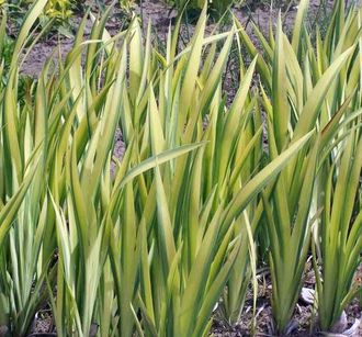 Iris pseudacorus var. variegata