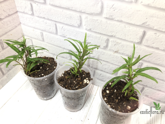 Плющ звёздчатый  / Hedera sagittifolia