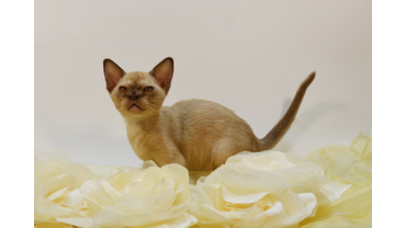 котята шоколадного окраса