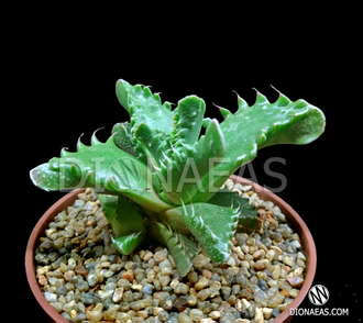 Faucaria Tigrina