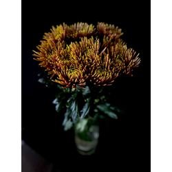 Хризантема одноголовая 9 шт