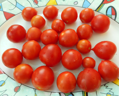 Томат  Geranium Kiss (Поцелуй герани,  от Кушнаревой Т.)