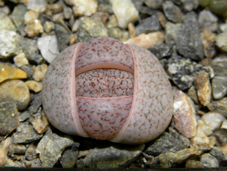 Lithops fulviceps v.lactinea C222 (MG) - 10 семян